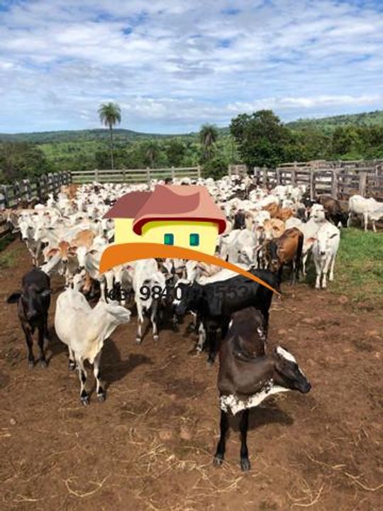 Fazenda, 1 m² - Foto 13