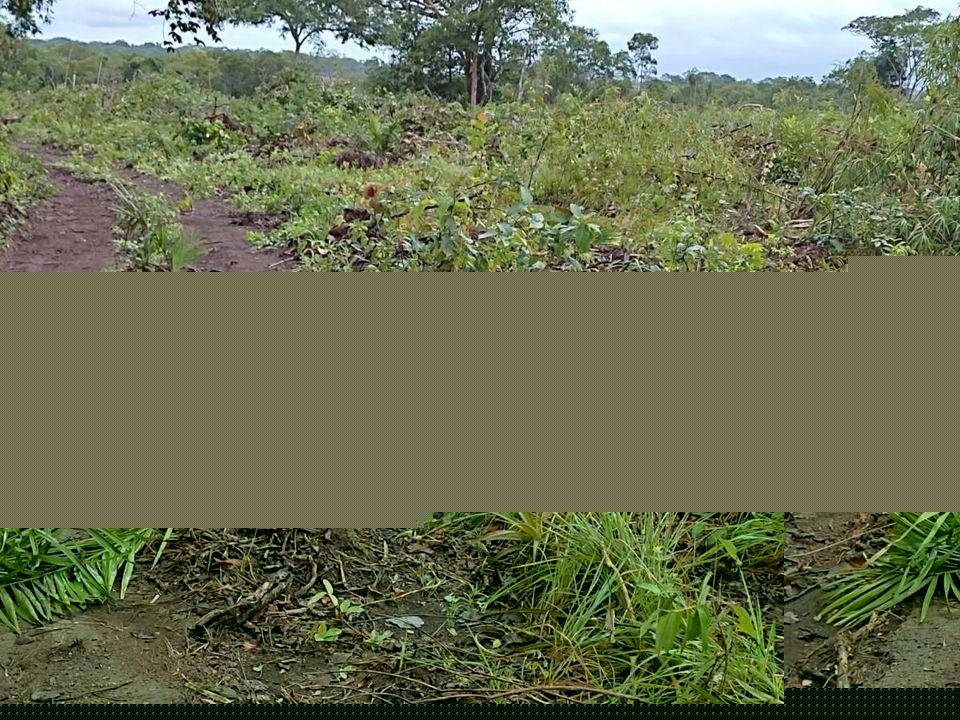 Fazenda, 1 m² - Foto 20