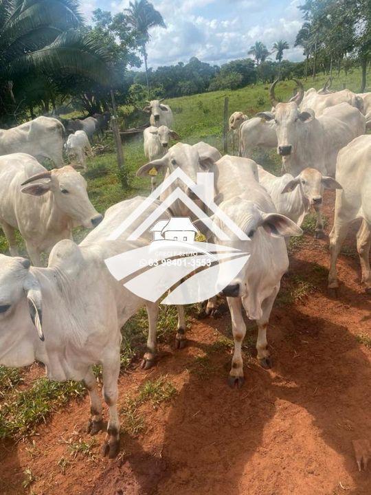 Fazenda, 193 hectares - Foto 5