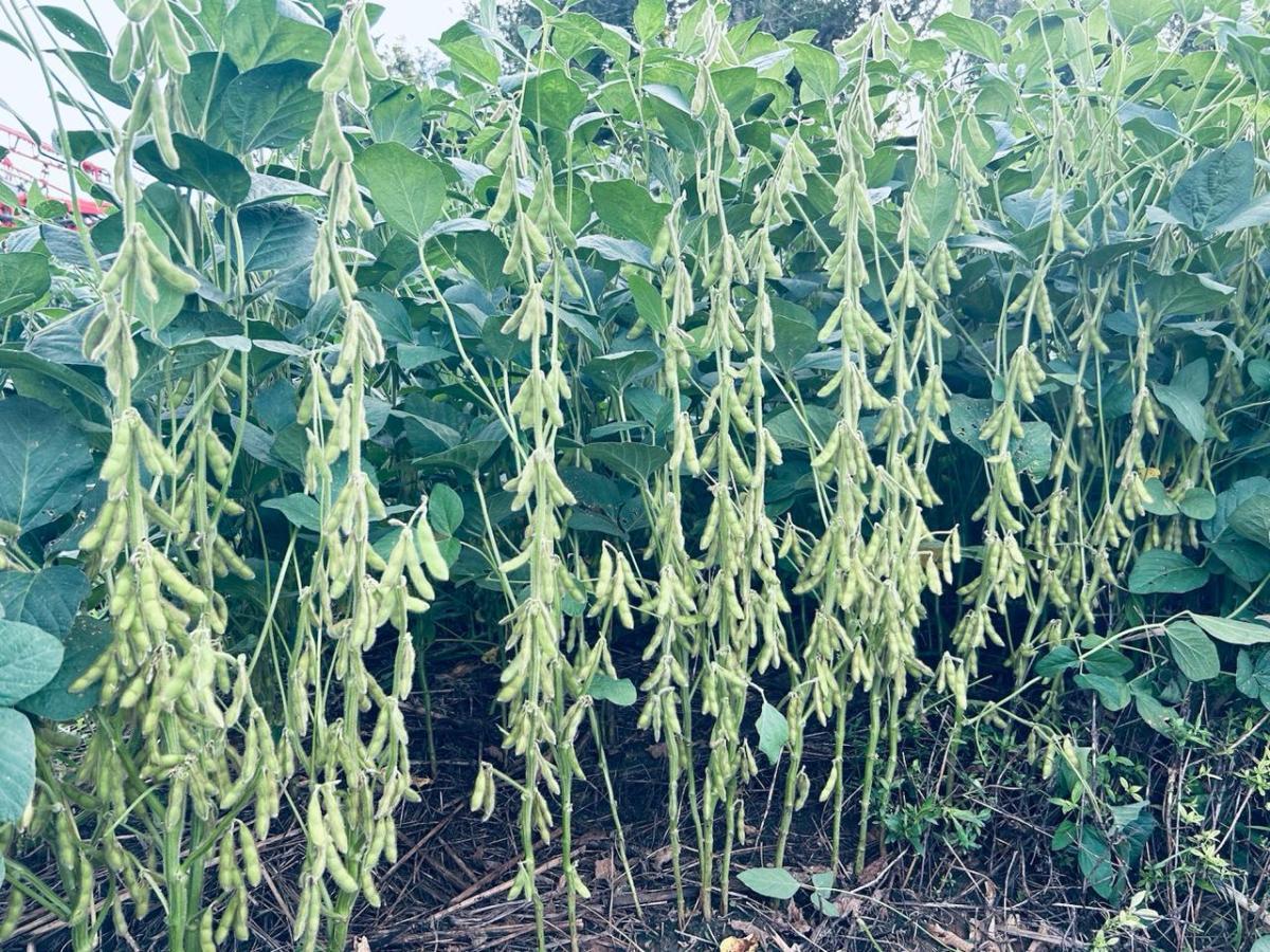 Fazenda, 1 m² - Foto 4