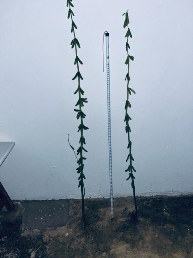 Fazenda, 1 m² - Foto 5