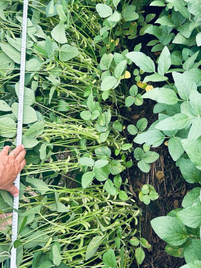 Fazenda, 1 m² - Foto 6