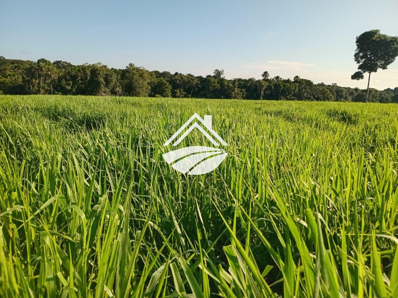 Fazenda, 193 hectares - Foto 2