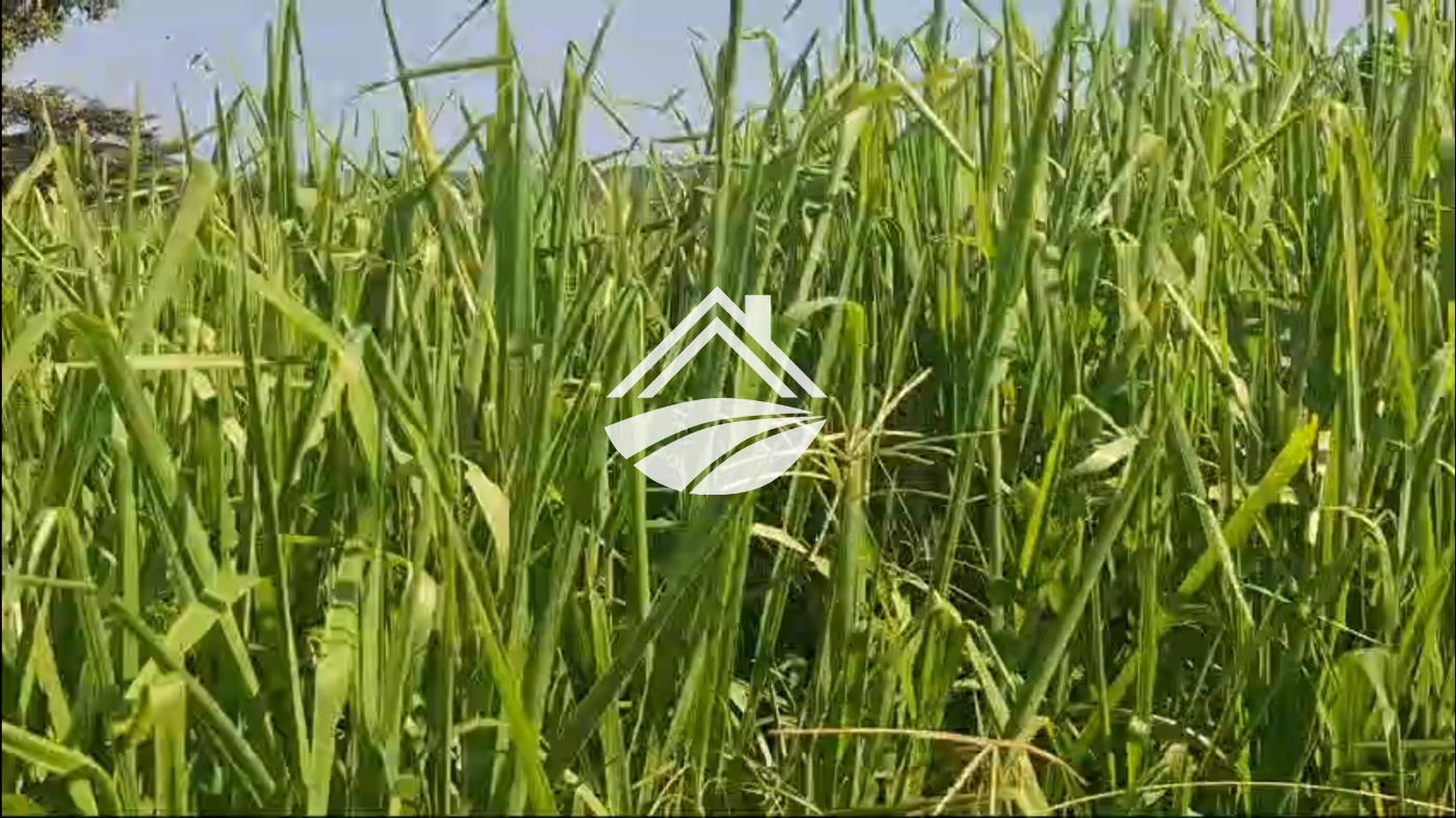 Fazenda, 1 m² - Foto 5