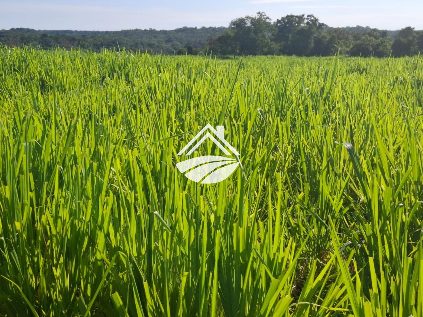 Fazenda, 1 m² - Foto 12