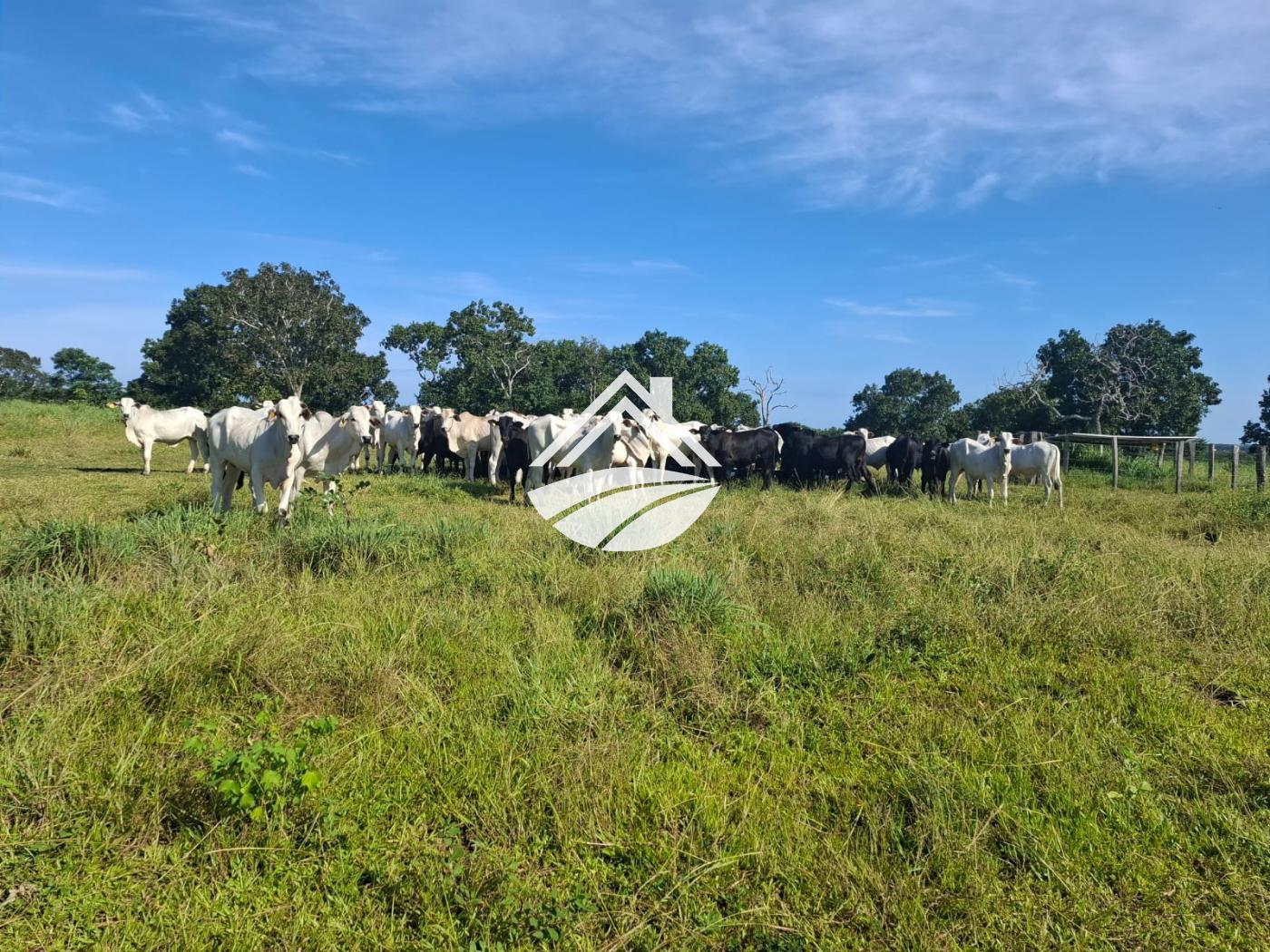 Fazenda, 1 m² - Foto 11