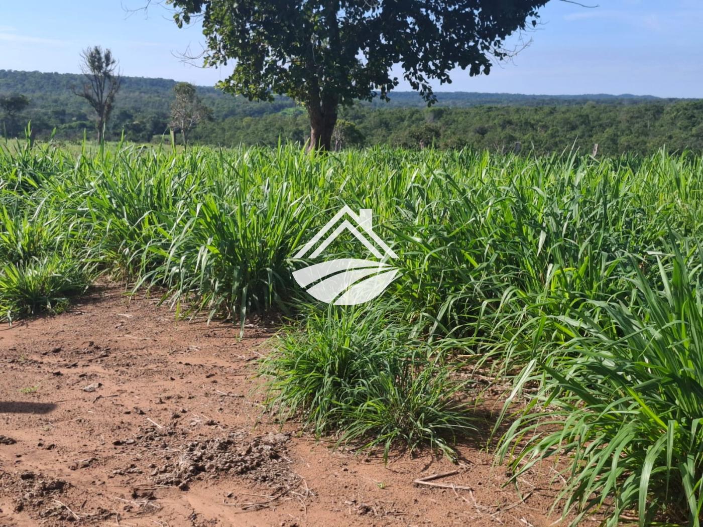 Fazenda, 1 m² - Foto 14