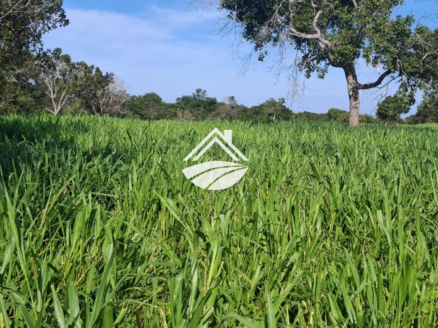 Fazenda, 1 m² - Foto 17