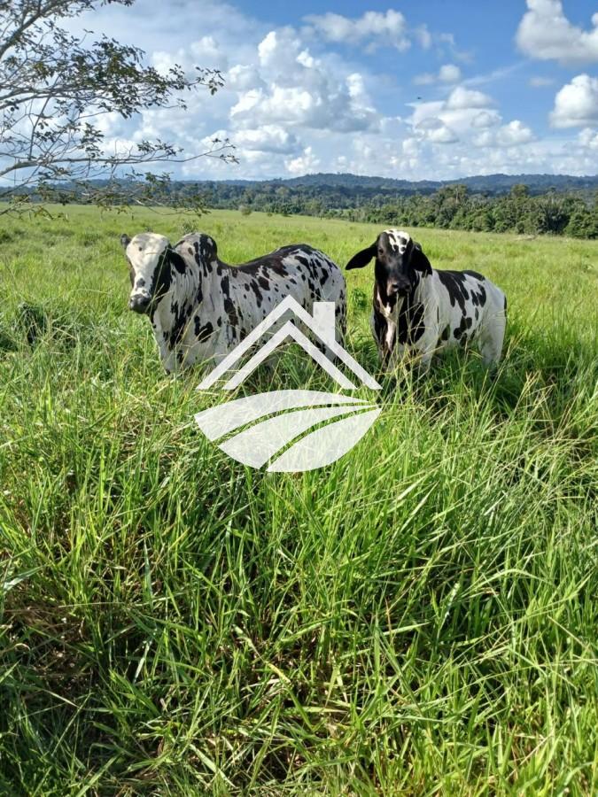 Fazenda, 1 m² - Foto 15