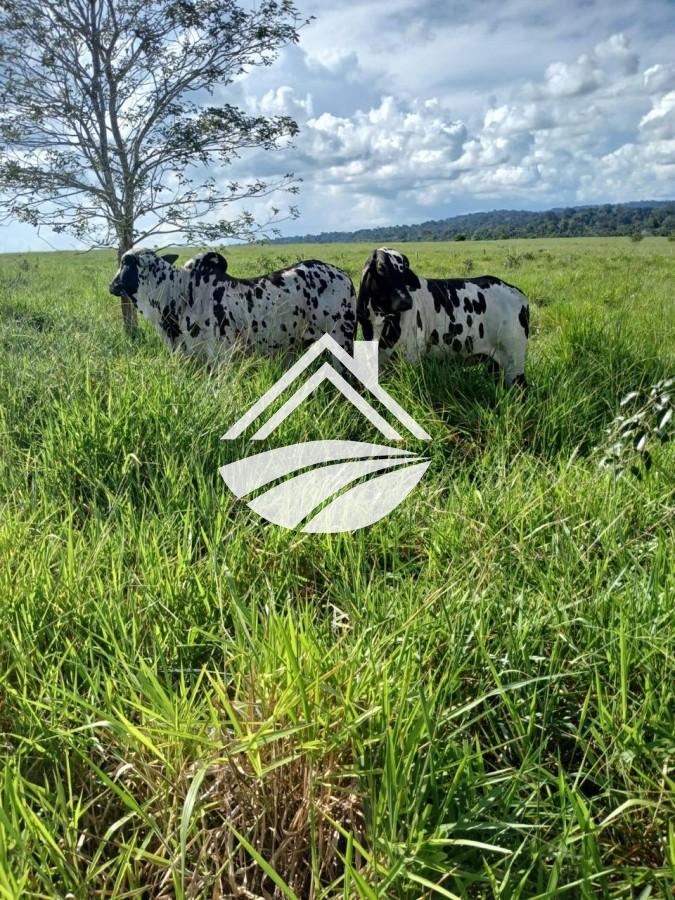 Fazenda, 1 m² - Foto 16