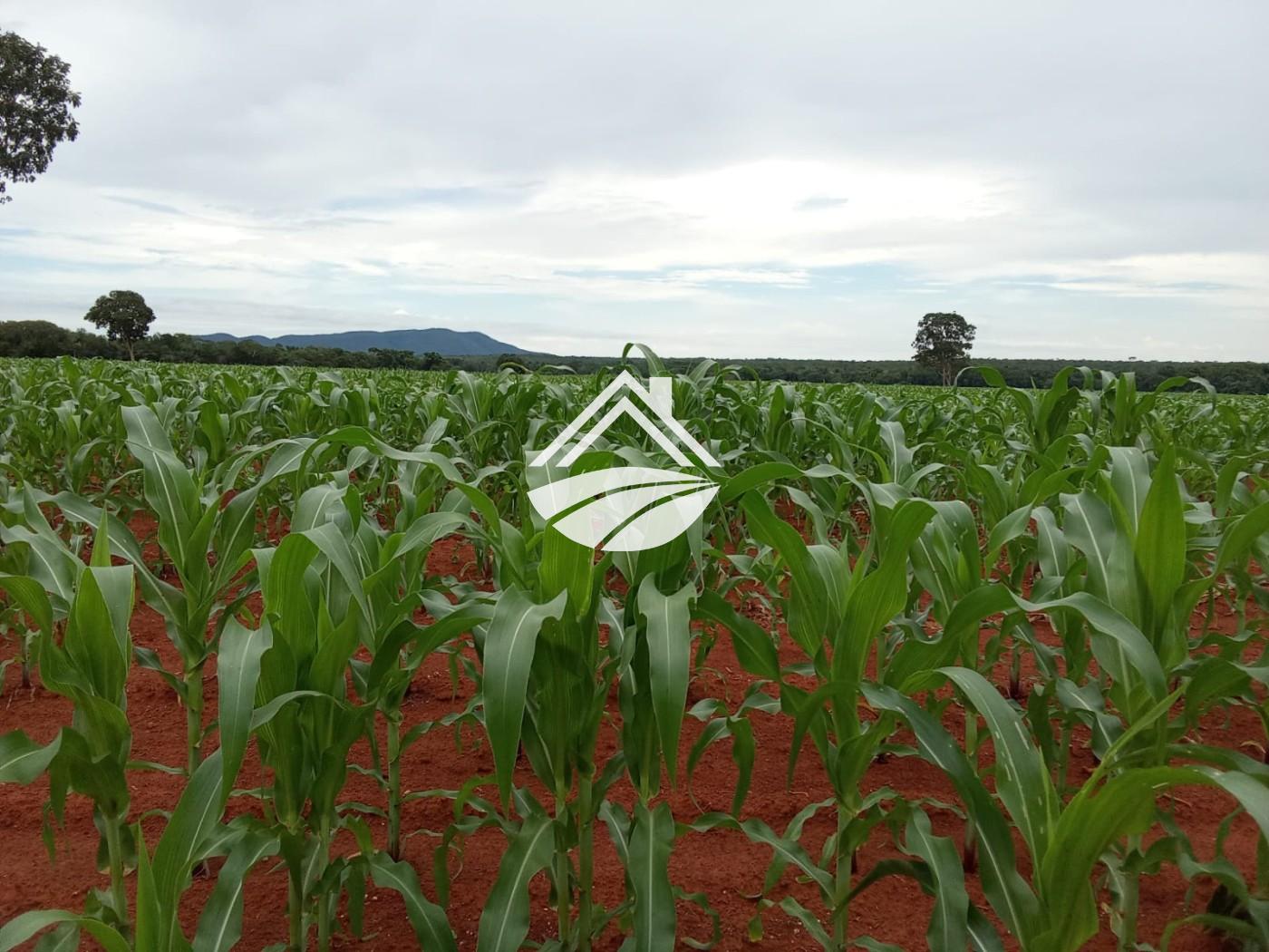 Fazenda, 1 m² - Foto 9