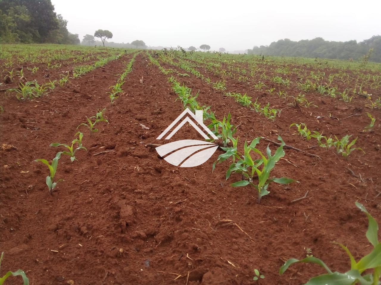 Fazenda, 1 m² - Foto 11