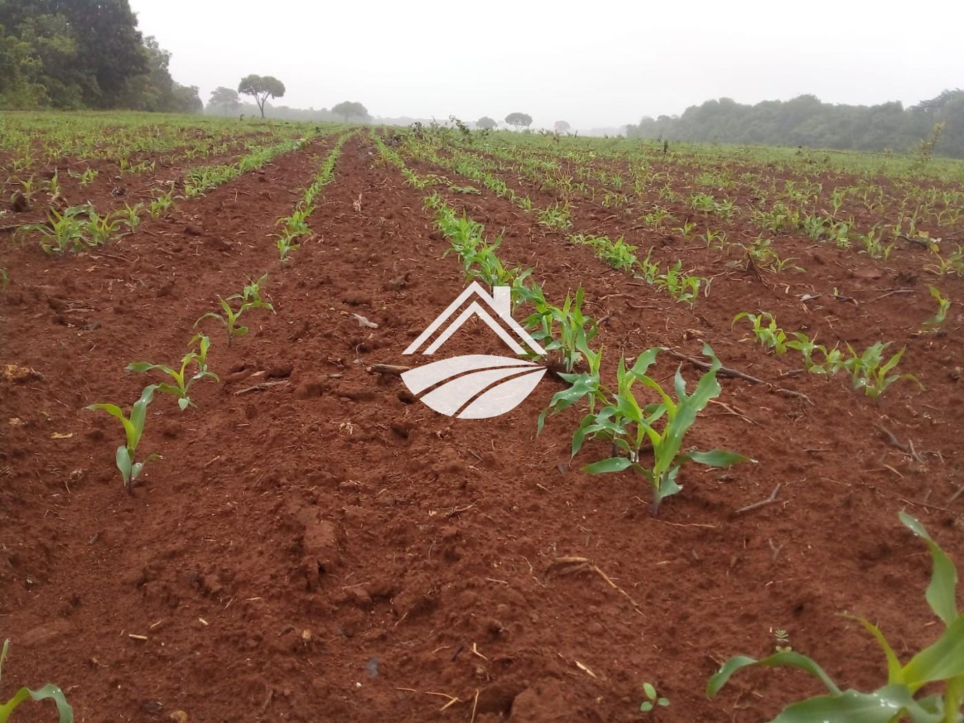 Fazenda, 1 m² - Foto 12