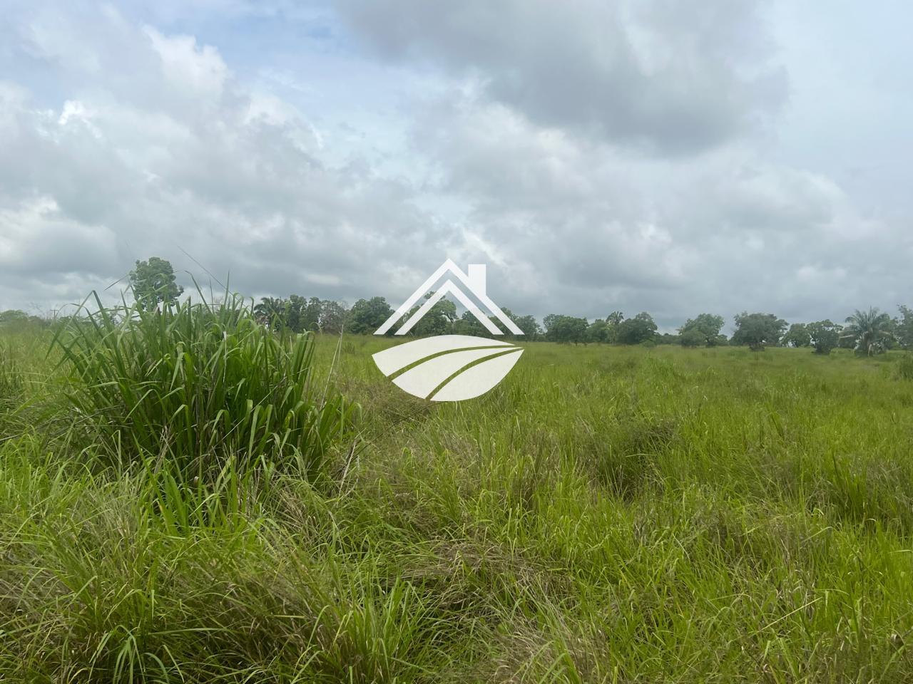 Fazenda, 65 hectares - Foto 6