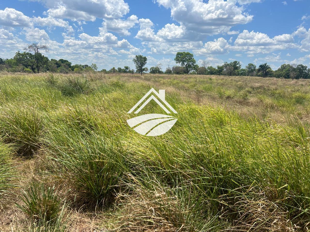 Fazenda, 65 hectares - Foto 5