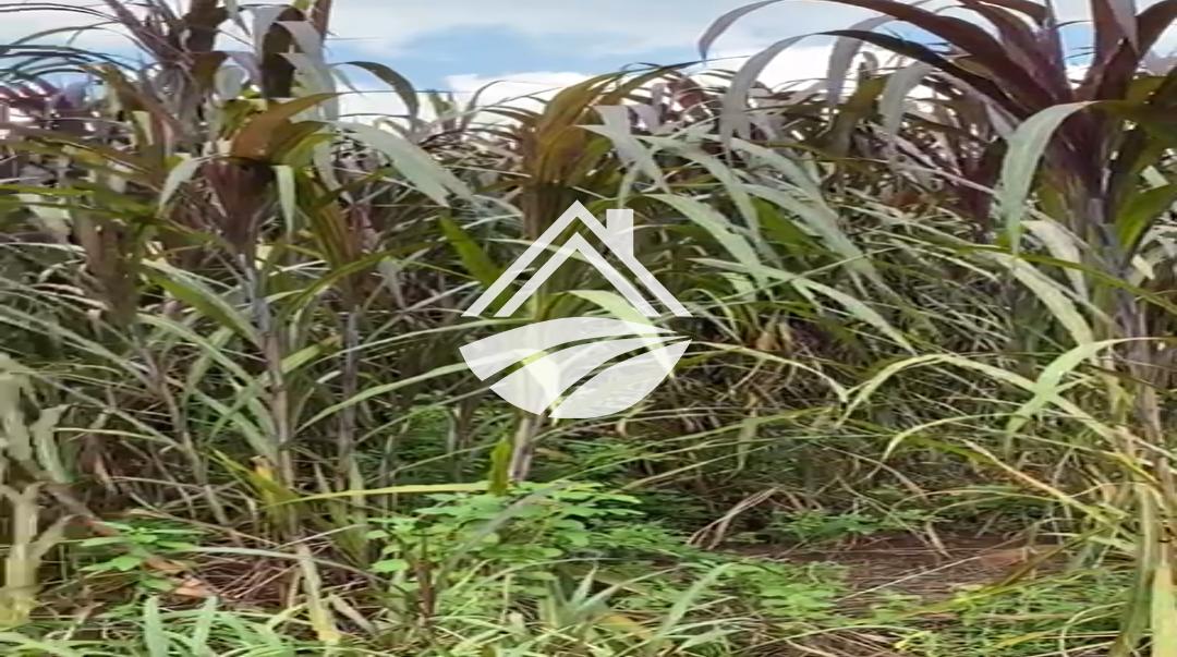 Fazenda, 111 hectares - Foto 2