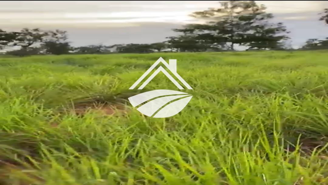 Fazenda, 111 hectares - Foto 6