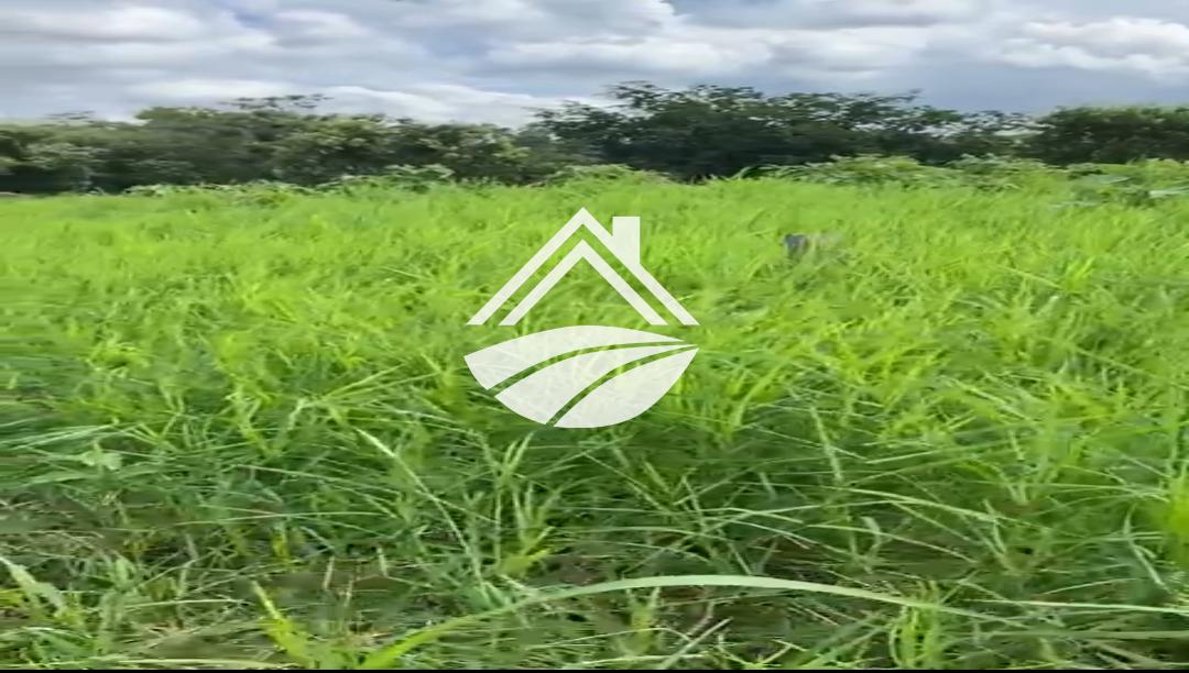 Fazenda, 111 hectares - Foto 8