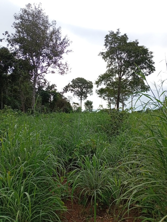 Fazenda, 164 hectares - Foto 31