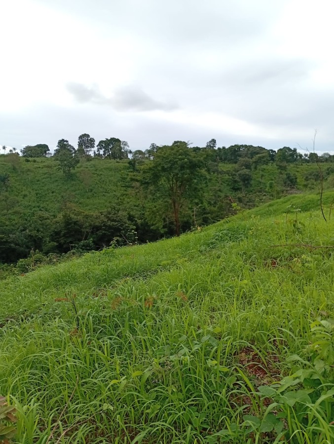 Fazenda, 164 hectares - Foto 36