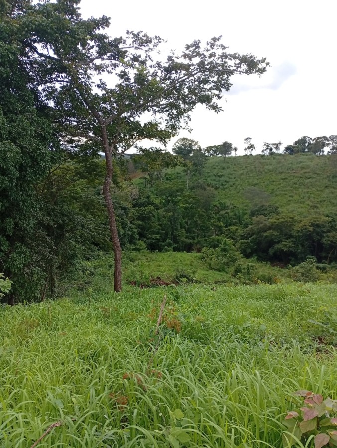 Fazenda, 164 hectares - Foto 37