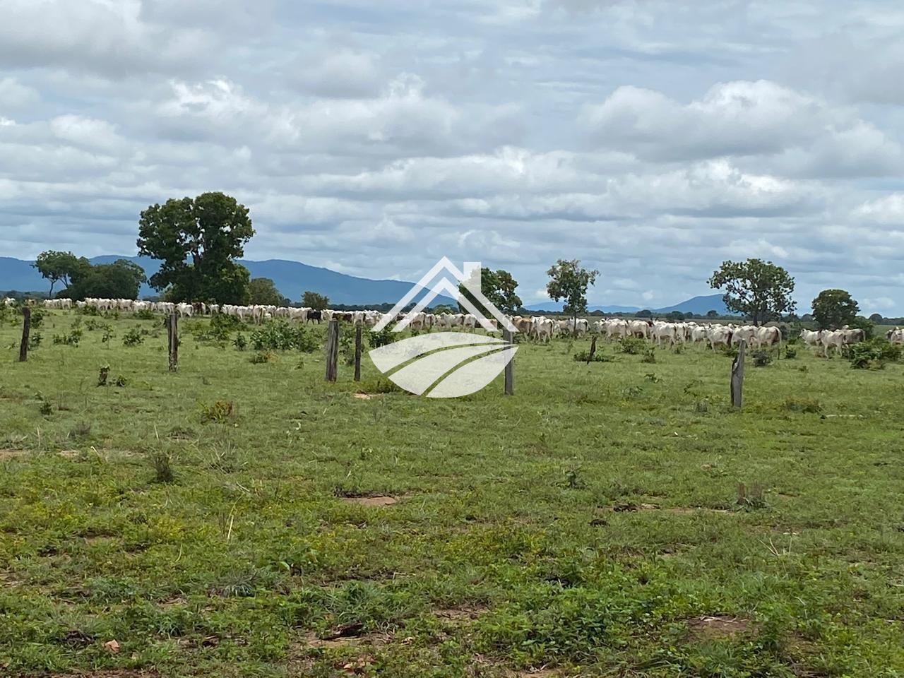 Fazenda, 769 m² - Foto 9