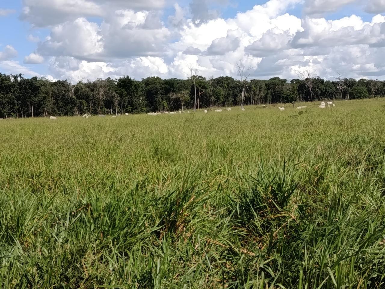 Fazenda, 2250 m² - Foto 3