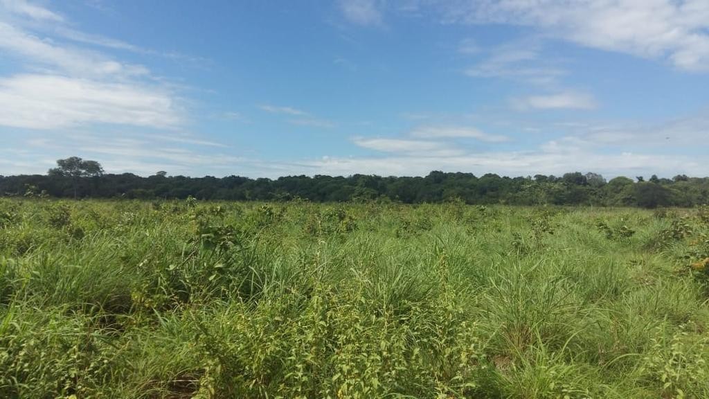 Fazenda, 2250 m² - Foto 10
